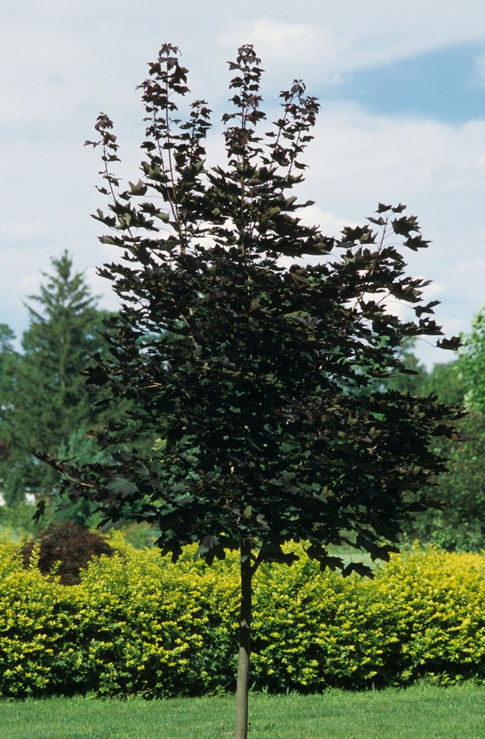 Crimson King Maple - Acer platanoides 'Crimson King' from All Seasons Nursery Crimson King Maple - Acer platanoides 'Crimson King' from All Seasons Nursery