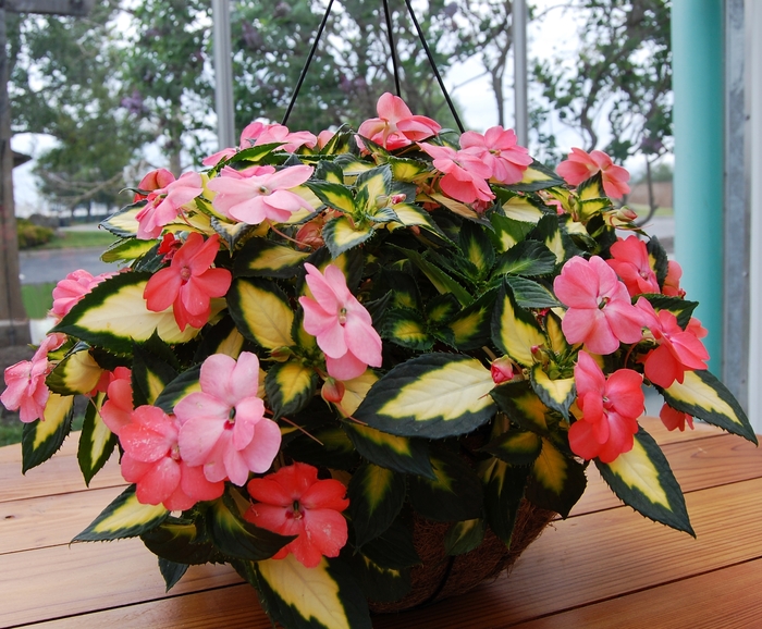 SunPatiens® Spreading Salmon - IMPATIENS for the SUN from All Seasons Nursery SunPatiens® Spreading Salmon - IMPATIENS for the SUN from All Seasons Nursery