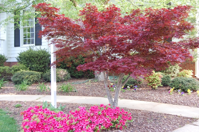 Japanese Red Maple - Acer palmatum 'Bloodgood' from All Seasons Nursery