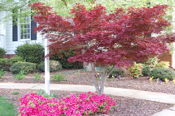 Japanese Red Maple - Acer palmatum 'Bloodgood' from All Seasons Nursery Japanese Red Maple - Acer palmatum 'Bloodgood' from All Seasons Nursery