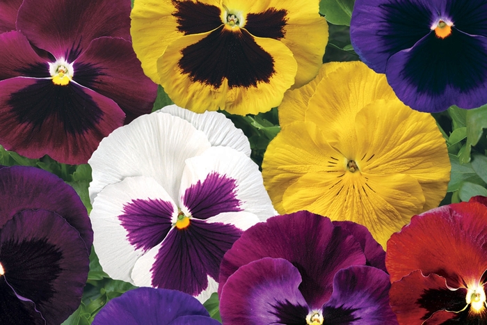 Pansy - Viola x wittrockiana 'Colossus Mix' from All Seasons Nursery Pansy - Viola x wittrockiana 'Colossus Mix' from All Seasons Nursery
