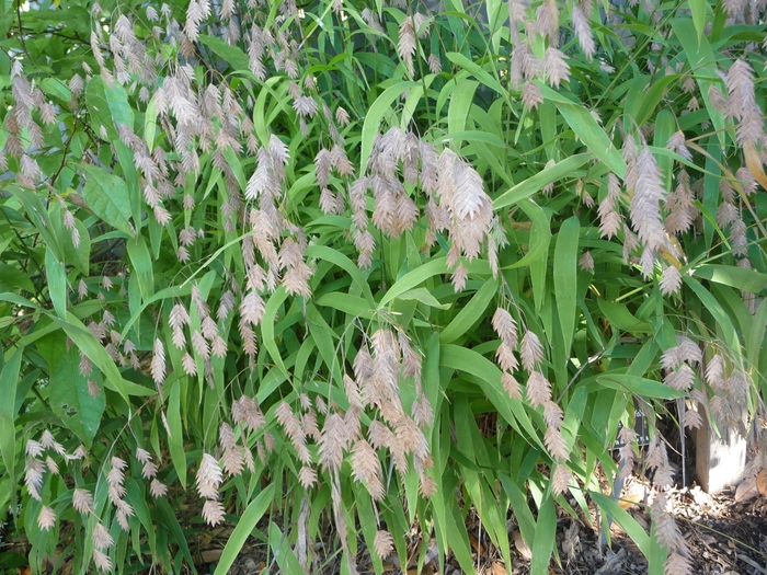 Northern Sea Oats - Chasmanthium latifolium from All Seasons Nursery Northern Sea Oats - Chasmanthium latifolium from All Seasons Nursery