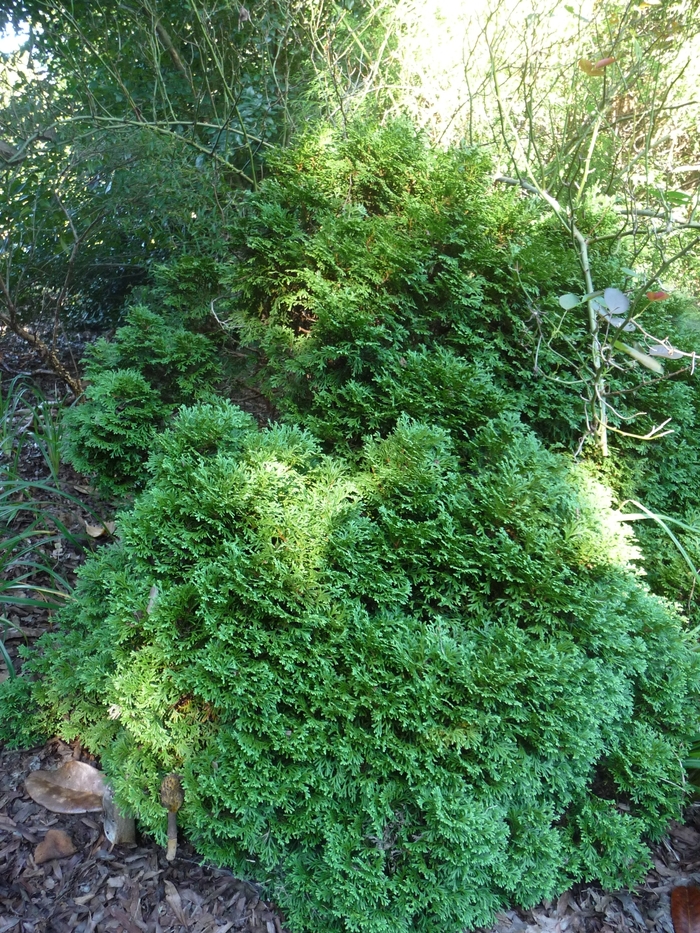 'Little Giant' - Thuja occidentalis from All Seasons Nursery 'Little Giant' - Thuja occidentalis from All Seasons Nursery