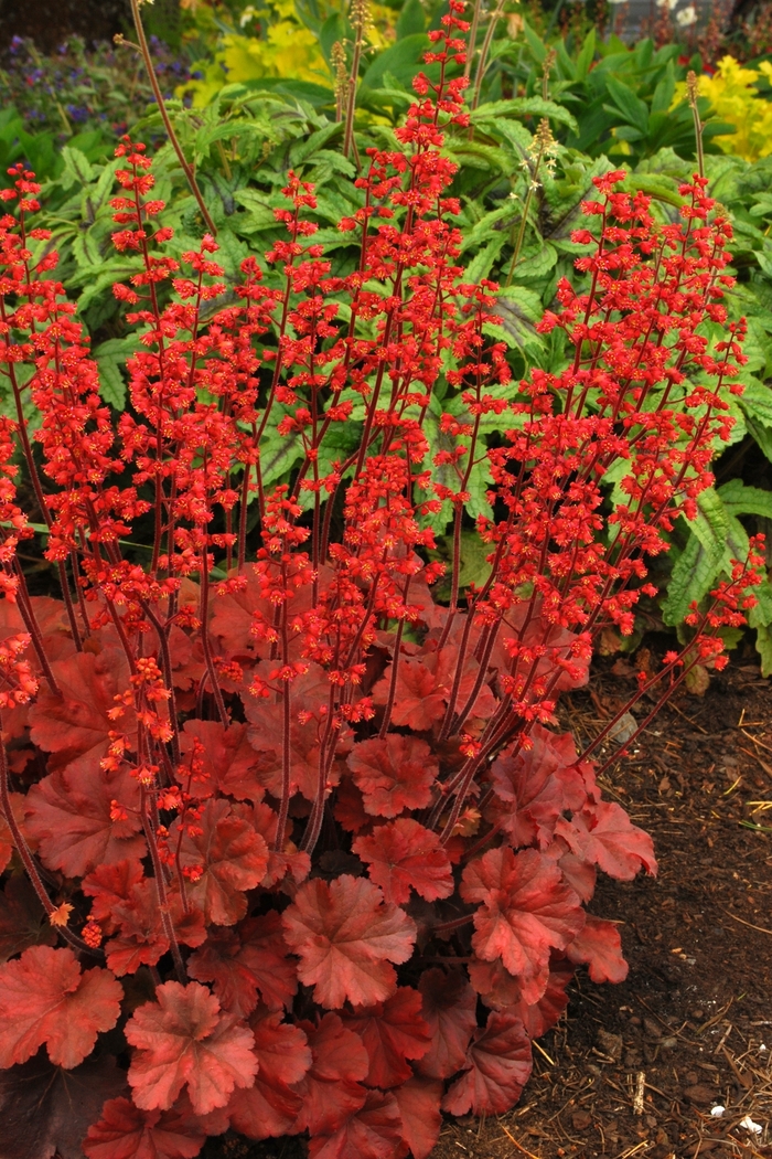 Coral Bells - Heuchera 'Cherry Cola' from All Seasons Nursery Coral Bells - Heuchera 'Cherry Cola' from All Seasons Nursery