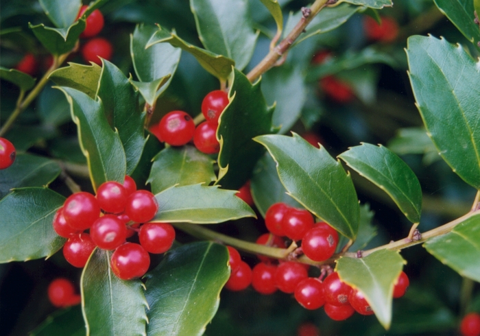 Holly - Blue Princess/ Blue Prince Combo Holly from All Seasons Nursery Holly - Blue Princess/ Blue Prince Combo Holly from All Seasons Nursery