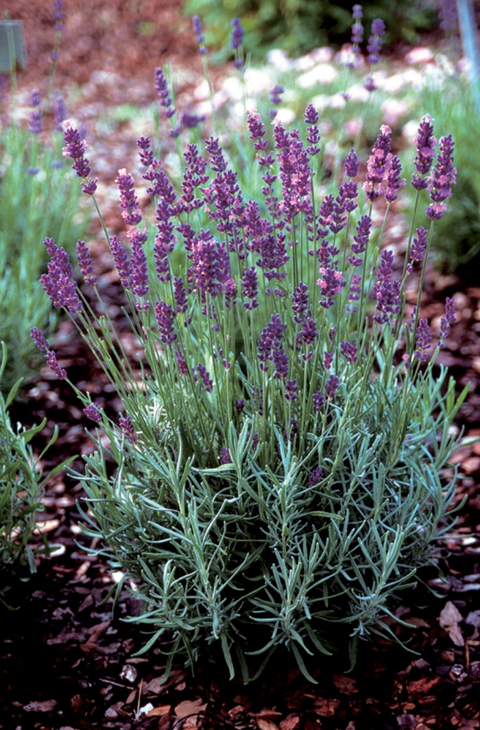 English Lavender - Lavandula angustifolia 'Hidcote Superior' from All Seasons Nursery English Lavender - Lavandula angustifolia 'Hidcote Superior' from All Seasons Nursery