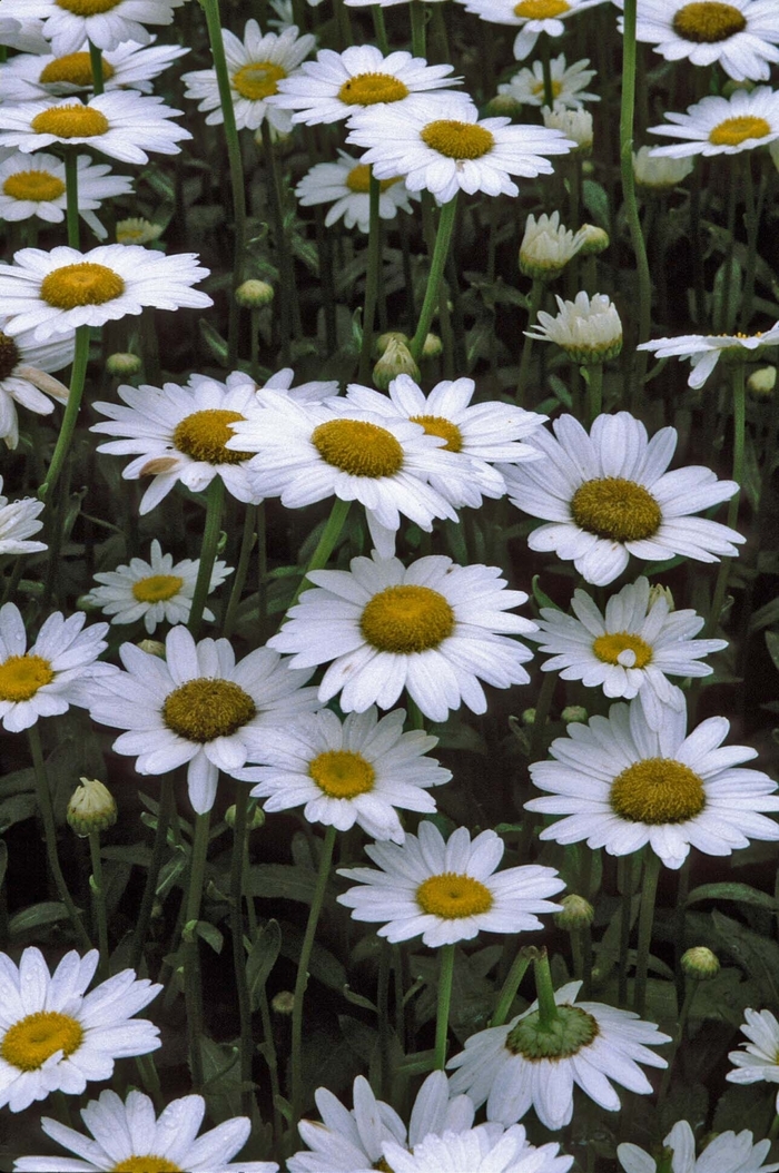 'Becky' - Leucanthemum x superbum from All Seasons Nursery 'Becky' - Leucanthemum x superbum from All Seasons Nursery