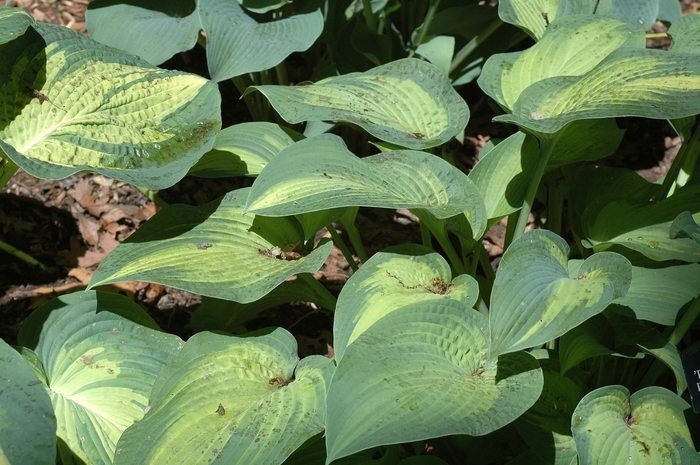 Plantain Lily - Hosta 'Paul's Glory' from All Seasons Nursery Plantain Lily - Hosta 'Paul's Glory' from All Seasons Nursery