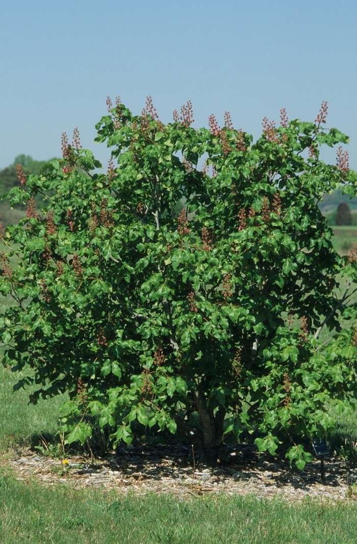 Red Horsechestnut - Aesculus x carnea 'Briotii' from All Seasons Nursery Red Horsechestnut - Aesculus x carnea 'Briotii' from All Seasons Nursery