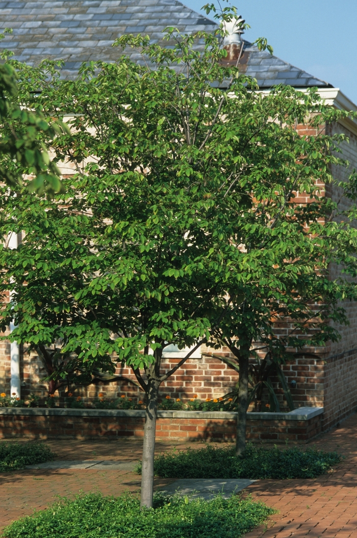 'Cumulus' - Amelanchier laevis from All Seasons Nursery 'Cumulus' - Amelanchier laevis from All Seasons Nursery