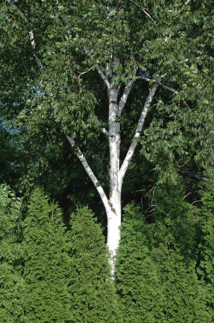 Jacquemonti Birch - Betula 'Jacquemonti' from All Seasons Nursery Jacquemonti Birch - Betula 'Jacquemonti' from All Seasons Nursery