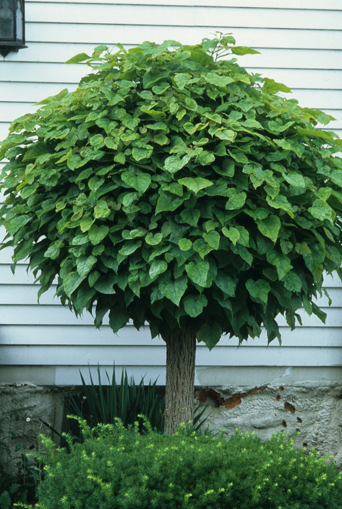Globe Catalpa - Catalpa bignoniodes 'Bungei' from All Seasons Nursery Globe Catalpa - Catalpa bignoniodes 'Bungei' from All Seasons Nursery