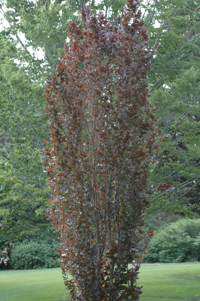 Red Obelisk Beech - Fagus sylvatica 'Red Obelisk' from All Seasons Nursery Red Obelisk Beech - Fagus sylvatica 'Red Obelisk' from All Seasons Nursery