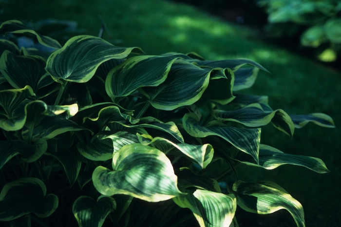 Hosta - Hosta 'Yellow River' from All Seasons Nursery Hosta - Hosta 'Yellow River' from All Seasons Nursery