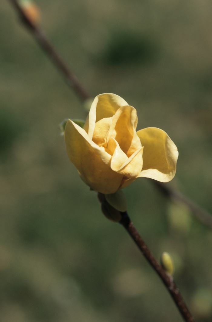 'Yellow Bird' - Magnolia x brooklynensis from All Seasons Nursery 'Yellow Bird' - Magnolia x brooklynensis from All Seasons Nursery