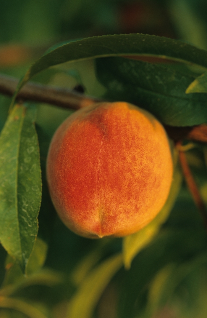 Peach New Haven - Prunus persica from All Seasons Nursery