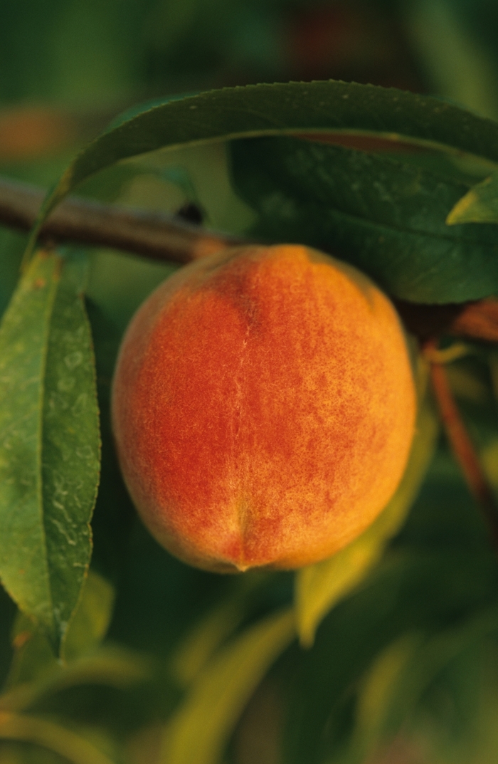Peach New Haven - Prunus persica from All Seasons Nursery Peach New Haven - Prunus persica from All Seasons Nursery