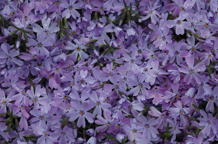 'Emerald Blue' - Phlox subulata from All Seasons Nursery 'Emerald Blue' - Phlox subulata from All Seasons Nursery