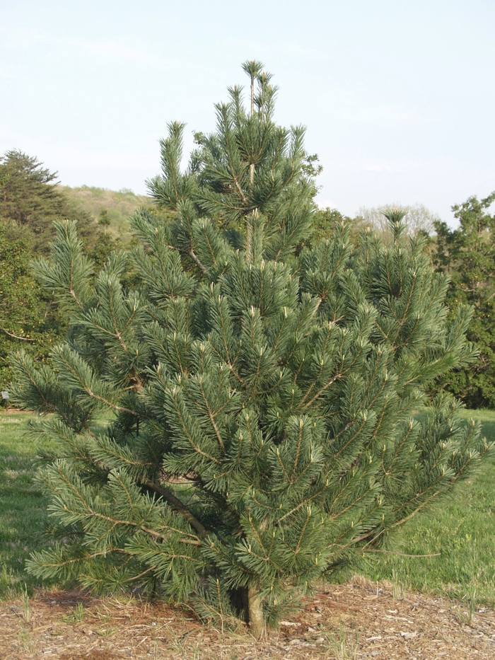'Vanderwolf's Pyramid' - Pinus flexilis from All Seasons Nursery 'Vanderwolf's Pyramid' - Pinus flexilis from All Seasons Nursery