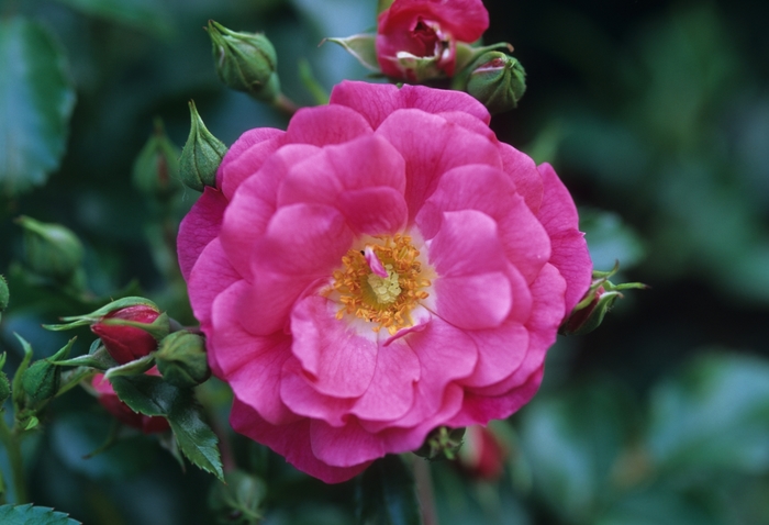 Rose - Rosa 'Flower Carpet Pink' from All Seasons Nursery Rose - Rosa 'Flower Carpet Pink' from All Seasons Nursery