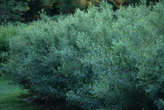 Dwarf Arctic Willow - Salix purpurea 'Nana' from All Seasons Nursery Dwarf Arctic Willow - Salix purpurea 'Nana' from All Seasons Nursery