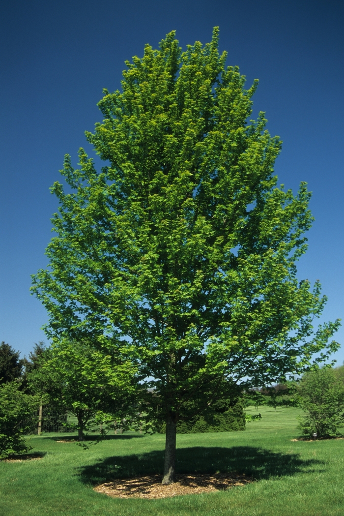 Autumn Blaze® Red Maple Tree - Acer freemanii 'Autumn Blaze®' from All Seasons Nursery Autumn Blaze® Red Maple Tree - Acer freemanii 'Autumn Blaze®' from All Seasons Nursery