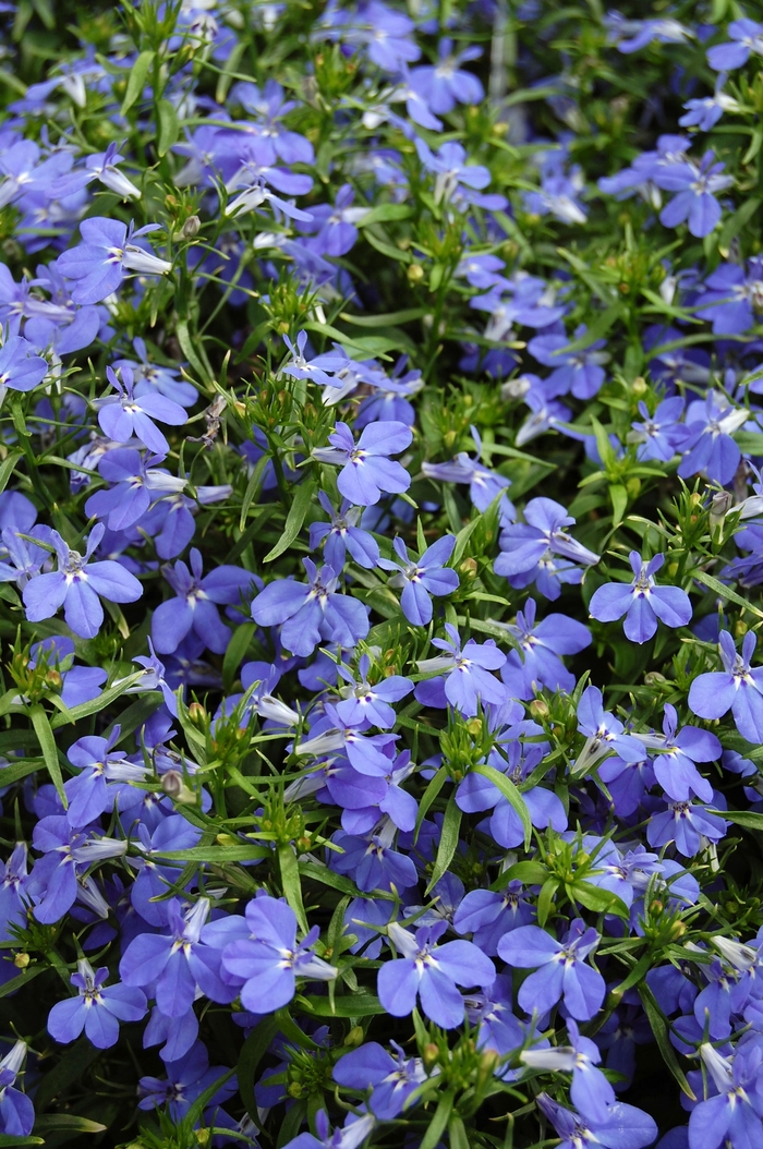 Lobelia - Lobelia erinus 'Techno® Blue' from All Seasons Nursery