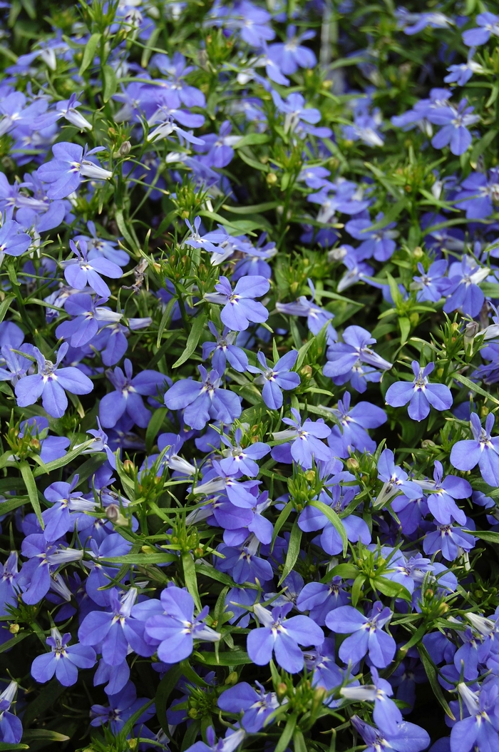 Lobelia - Lobelia erinus 'Techno® Blue' from All Seasons Nursery Lobelia - Lobelia erinus 'Techno® Blue' from All Seasons Nursery