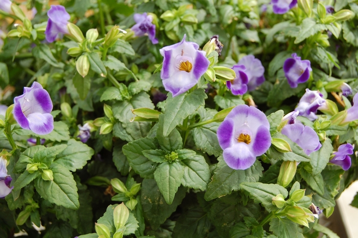 Torrie™ Blue Torenia - Torenia fournieri 'Torrie™ Blue' from All Seasons Nursery Torrie™ Blue Torenia - Torenia fournieri 'Torrie™ Blue' from All Seasons Nursery