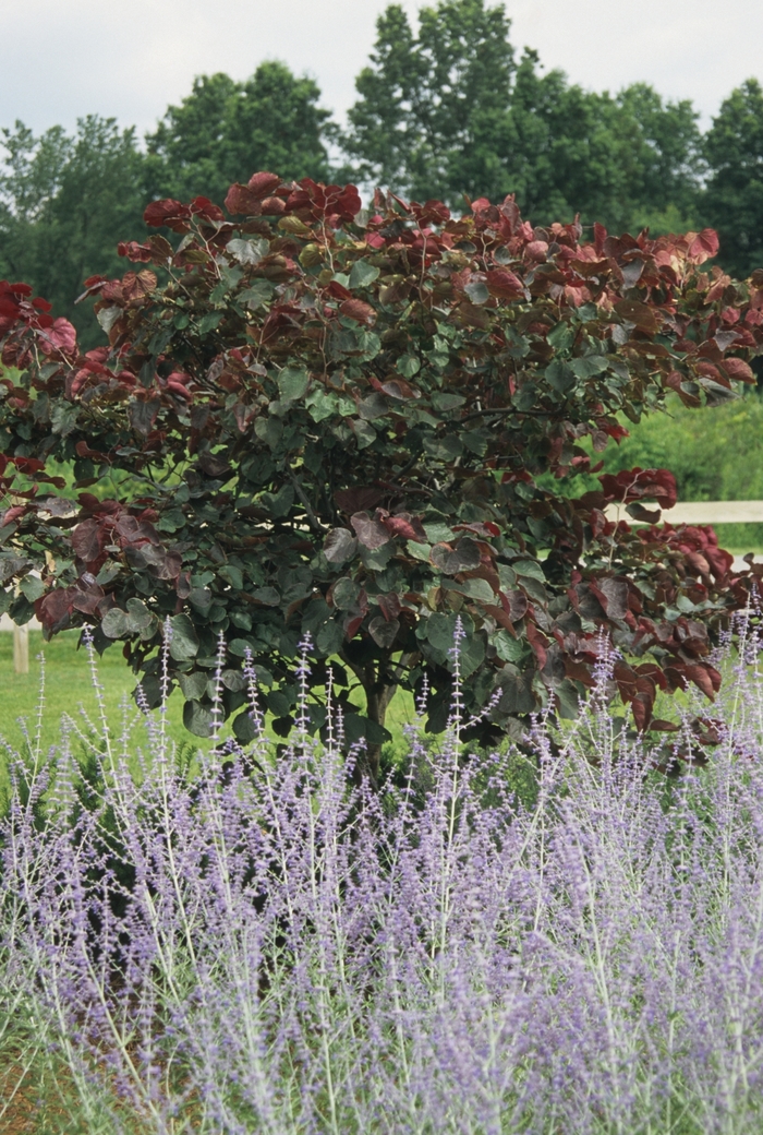 Forest Pansy Redbud - Cercis canadensis 'Forest Pansy' from All Seasons Nursery Forest Pansy Redbud - Cercis canadensis 'Forest Pansy' from All Seasons Nursery