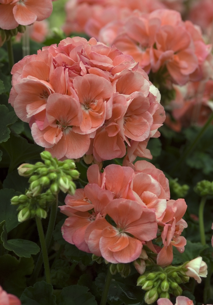 Patriot Salmon Chic Geranium - Pelargonium x hortorum 'Patriot Salmon' from All Seasons Nursery Patriot Salmon Chic Geranium - Pelargonium x hortorum 'Patriot Salmon' from All Seasons Nursery