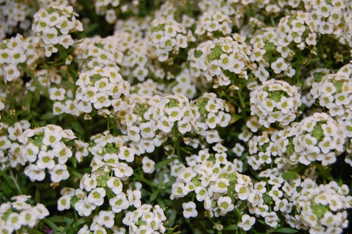 Alyssum - Lobularia maritima 'Giga White' from All Seasons Nursery Alyssum - Lobularia maritima 'Giga White' from All Seasons Nursery