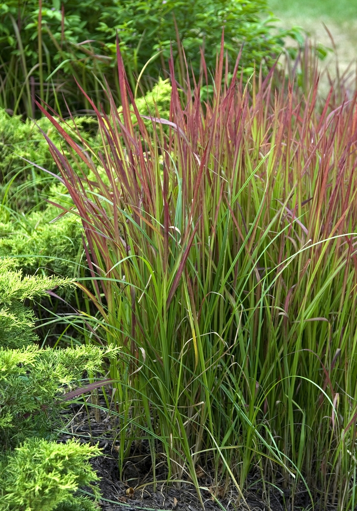Japanese Blood Grass - Imperata cylindrica 'Red Baron' from All Seasons Nursery Japanese Blood Grass - Imperata cylindrica 'Red Baron' from All Seasons Nursery