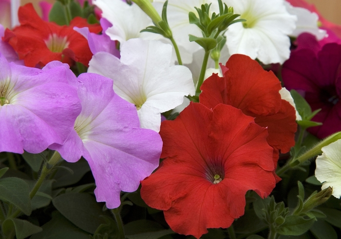 Petunia - Petunia hybrida 'Carpet Mix' from All Seasons Nursery Petunia - Petunia hybrida 'Carpet Mix' from All Seasons Nursery
