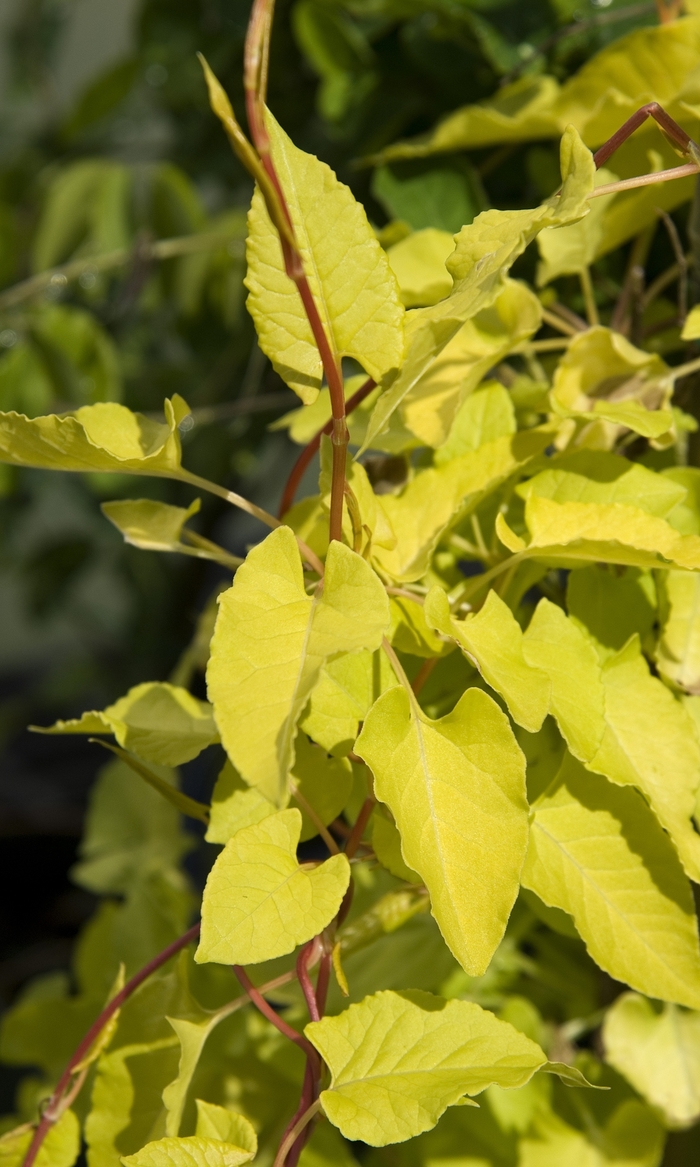 Silver Lace Vine - Polygonum aubertii 'Lemon Lace' from All Seasons Nursery Silver Lace Vine - Polygonum aubertii 'Lemon Lace' from All Seasons Nursery