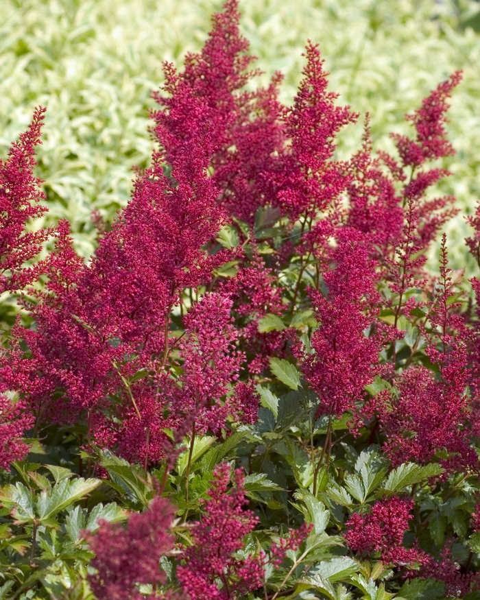 False Spirea - Astilbe japonica 'Red' from All Seasons Nursery False Spirea - Astilbe japonica 'Red' from All Seasons Nursery
