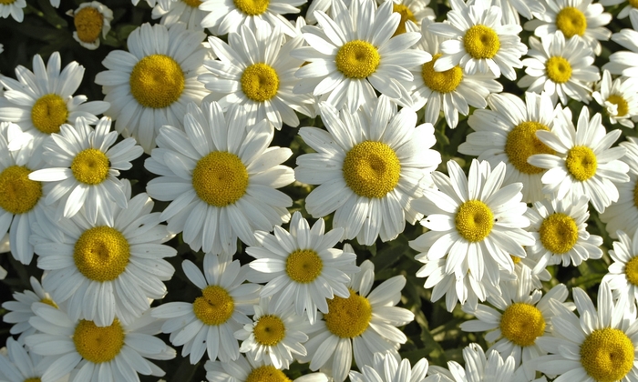 'Snowcap' - Leucanthemum x superbum from All Seasons Nursery 'Snowcap' - Leucanthemum x superbum from All Seasons Nursery