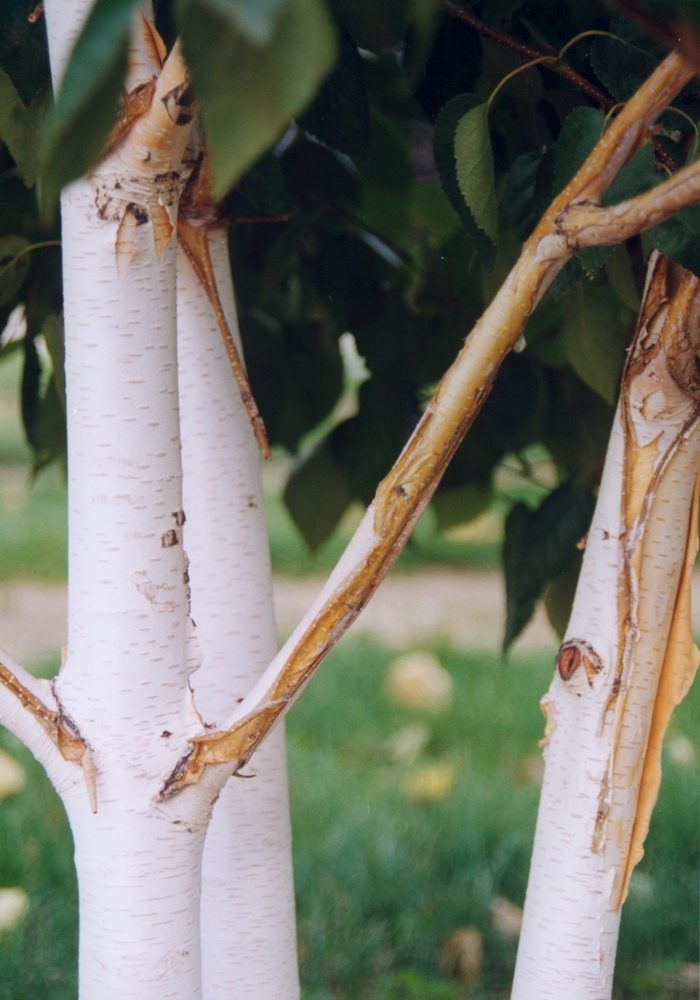Whitebarked Himalayan Birch - Betula utilis var. jacquemontii from All Seasons Nursery Whitebarked Himalayan Birch - Betula utilis var. jacquemontii from All Seasons Nursery