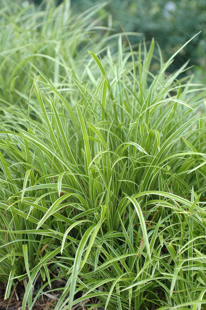 'Ice Dance' - Carex morrowii from All Seasons Nursery 'Ice Dance' - Carex morrowii from All Seasons Nursery