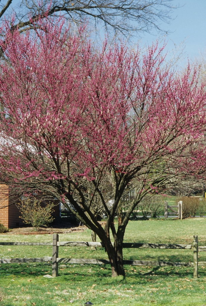 Cercis canadensis Eastern Redbud Tree All Seasons Nursery