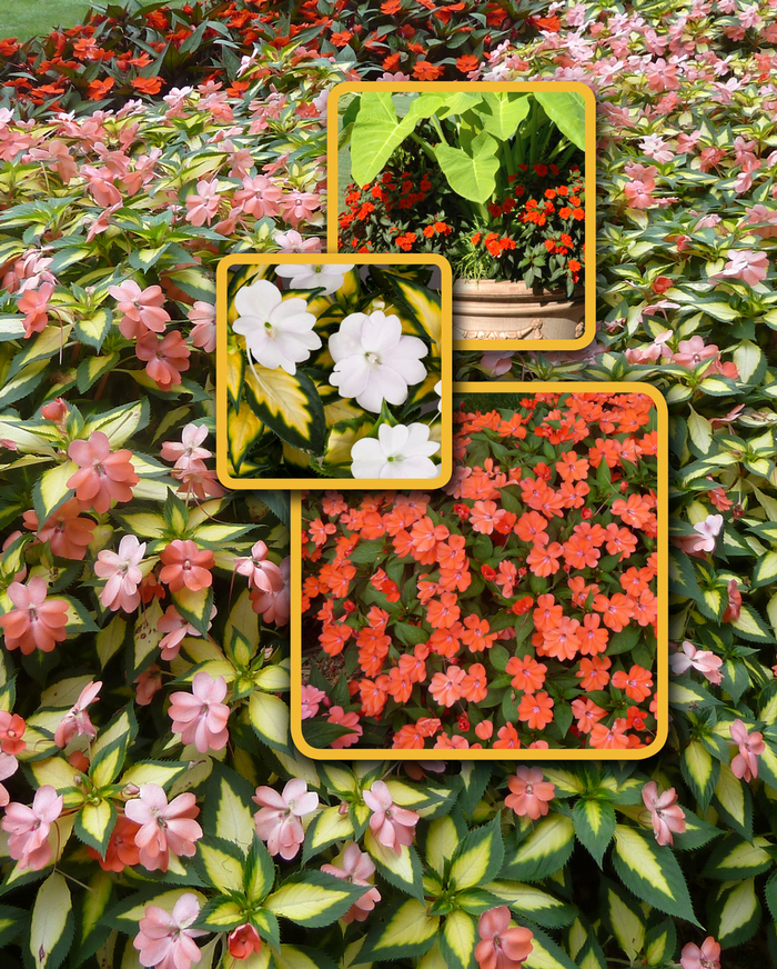 SunPatiens® Spreading - IMPATIENS for the SUN from All Seasons Nursery SunPatiens® Spreading - IMPATIENS for the SUN from All Seasons Nursery
