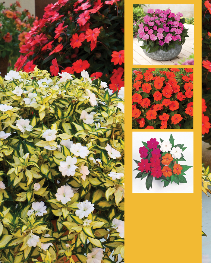 SunPatiens® Vigorous - IMPATIENS for the SUN from All Seasons Nursery SunPatiens® Vigorous - IMPATIENS for the SUN from All Seasons Nursery