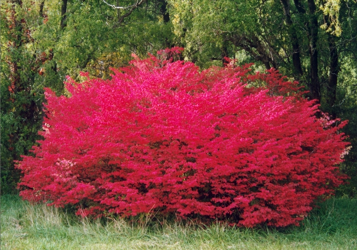 Dwarf Burning Bush - Euonymus alatus 'Compactus' from All Seasons Nursery Dwarf Burning Bush - Euonymus alatus 'Compactus' from All Seasons Nursery