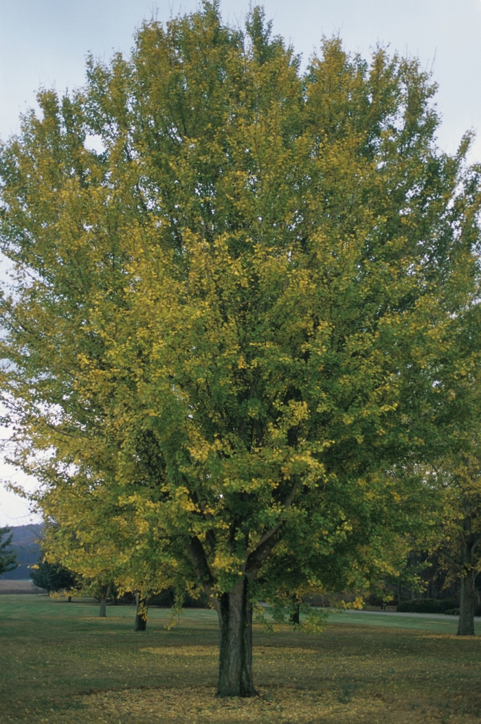Ginkgo - Ginkgo biloba from All Seasons Nursery Ginkgo - Ginkgo biloba from All Seasons Nursery