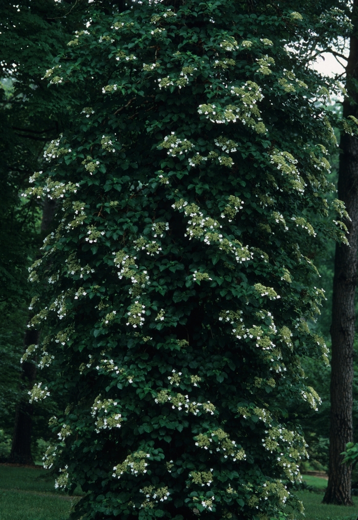 Climbing Hydrangea - Hydrangea anomala subsp. petiolaris from All Seasons Nursery Climbing Hydrangea - Hydrangea anomala subsp. petiolaris from All Seasons Nursery