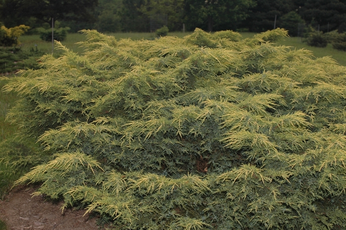 Gold Star Juniper - Juniperus chinensis 'Gold Star' from All Seasons Nursery Gold Star Juniper - Juniperus chinensis 'Gold Star' from All Seasons Nursery