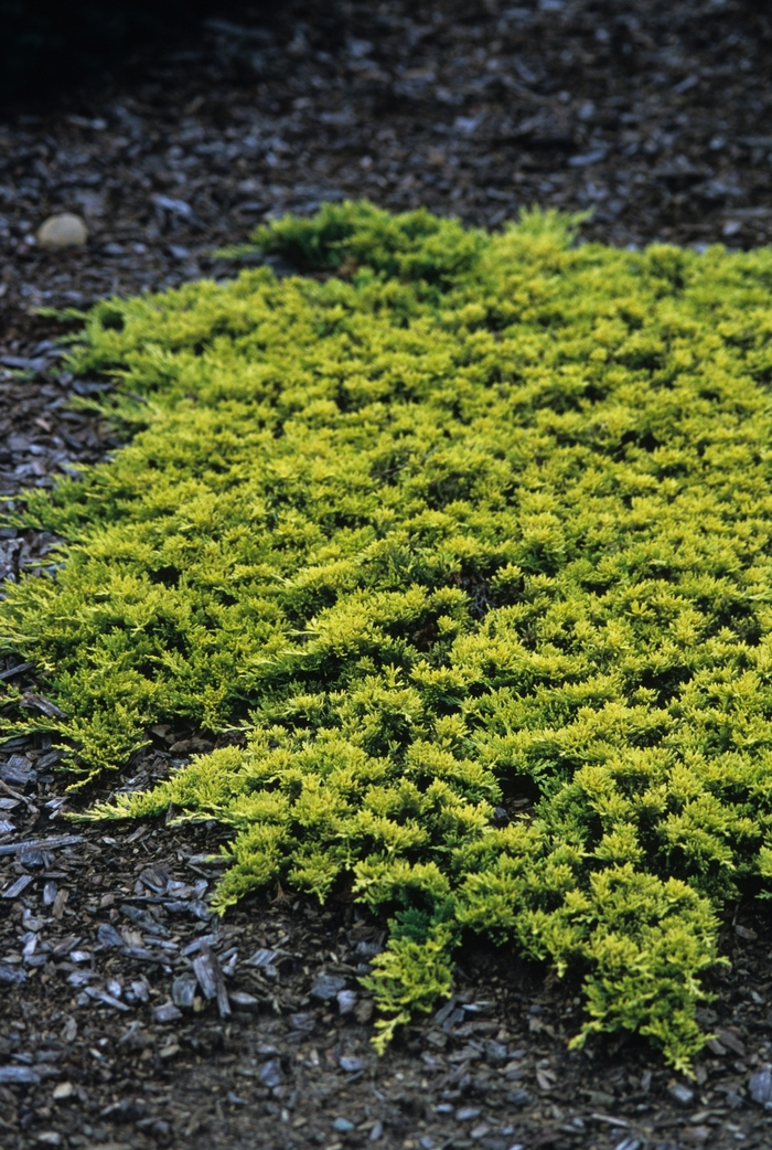 Juniper - Juniperus horizontalis 'Mother Lode' from All Seasons Nursery Juniper - Juniperus horizontalis 'Mother Lode' from All Seasons Nursery