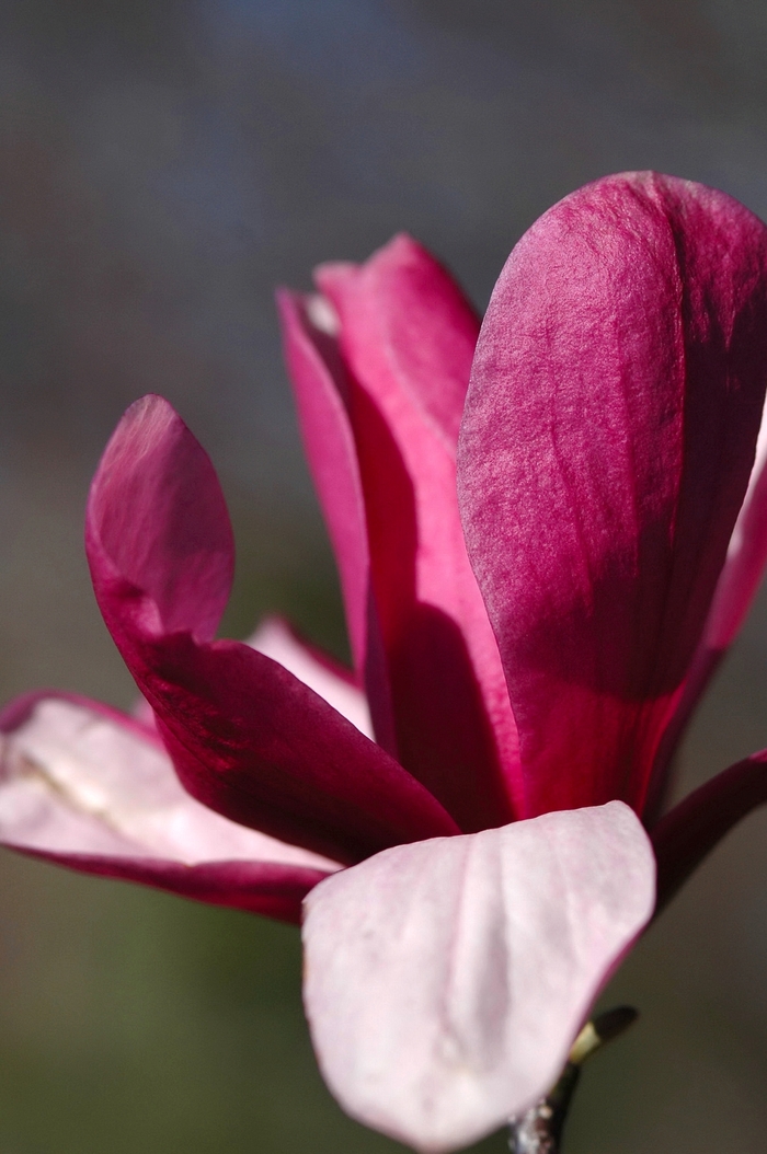 Saucer Magnolia - Magnolia x soulangiana from All Seasons Nursery Saucer Magnolia - Magnolia x soulangiana from All Seasons Nursery