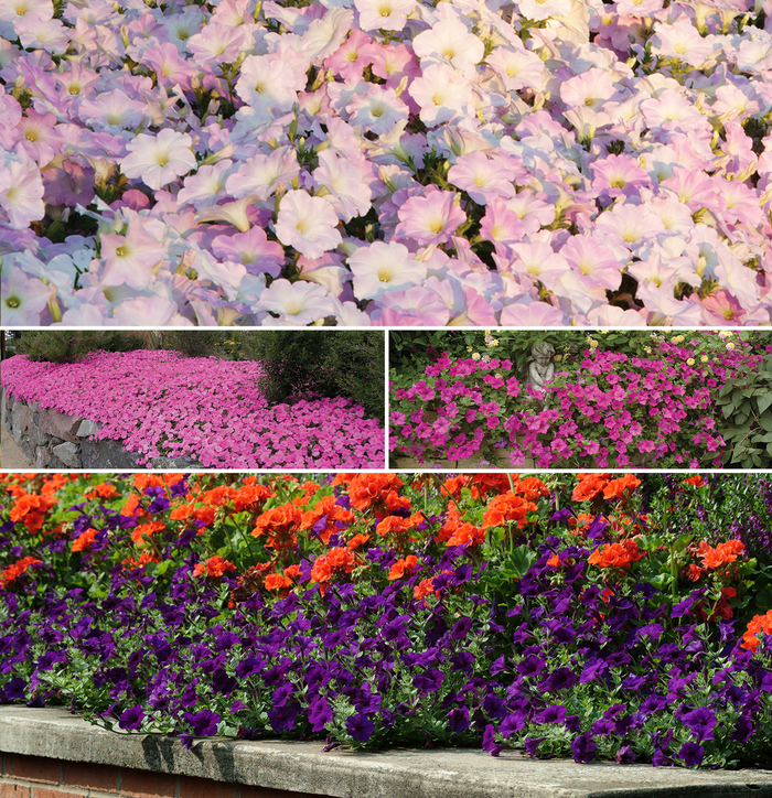 Petunia - Wave™ Series from All Seasons Nursery Petunia - Wave™ Series from All Seasons Nursery