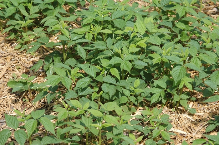 Raspberry - Rubus idaeus var. strigosus 'Heritage' from All Seasons Nursery Raspberry - Rubus idaeus var. strigosus 'Heritage' from All Seasons Nursery